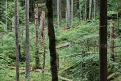 Schluchtwald